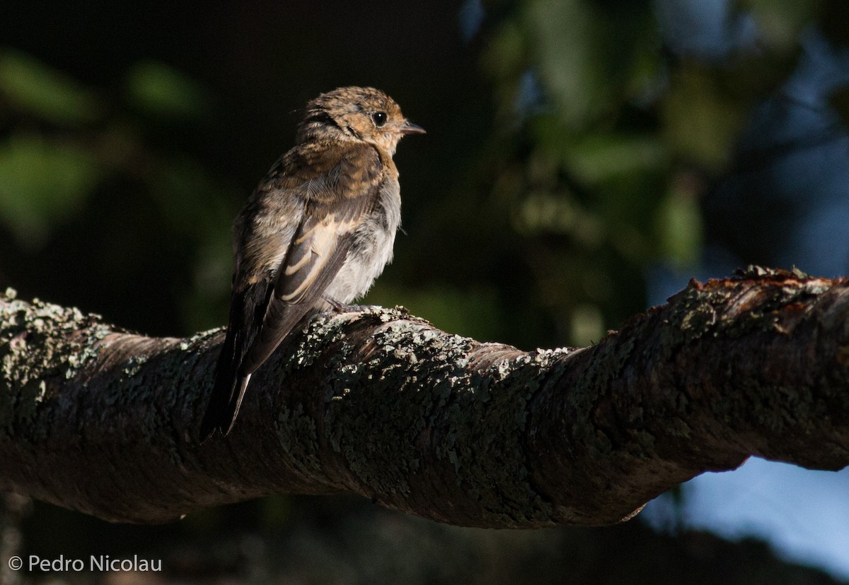 European Pied Flycatcher - ML391214151