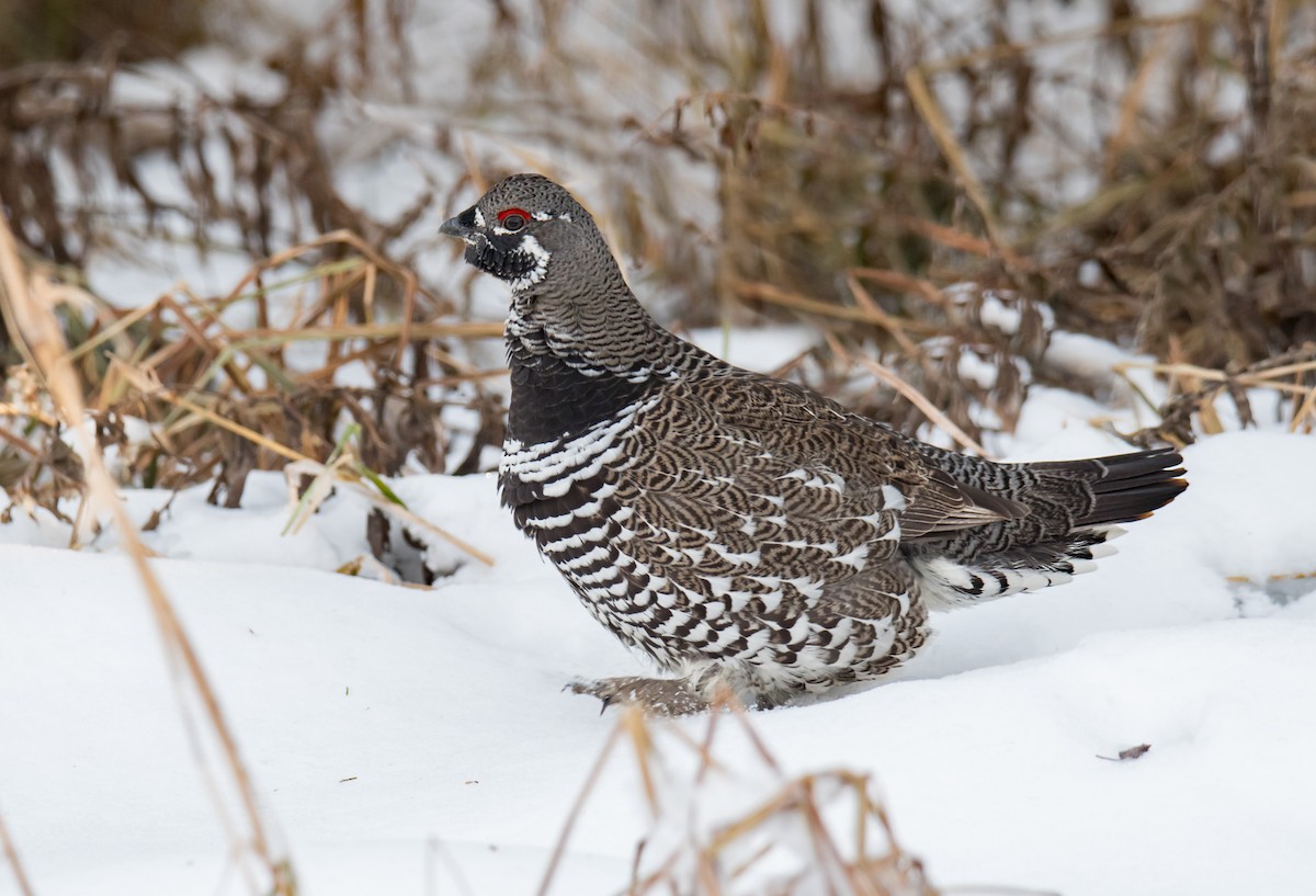 Spruce Grouse - ML391214641