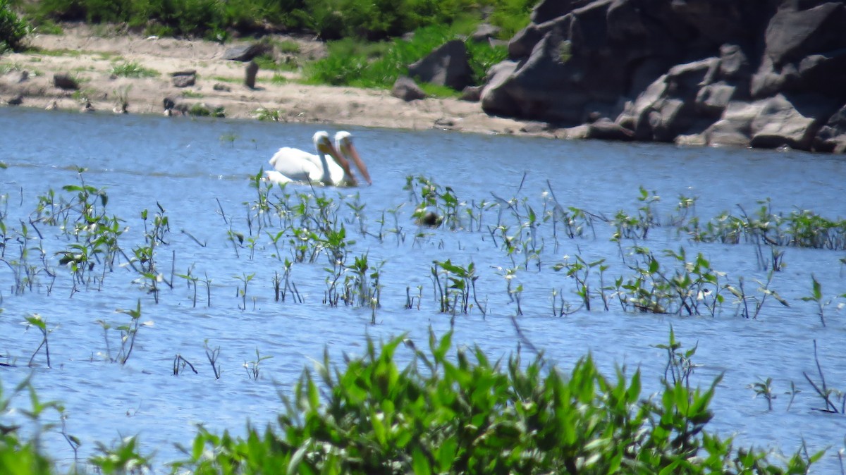 American White Pelican - ML391214881