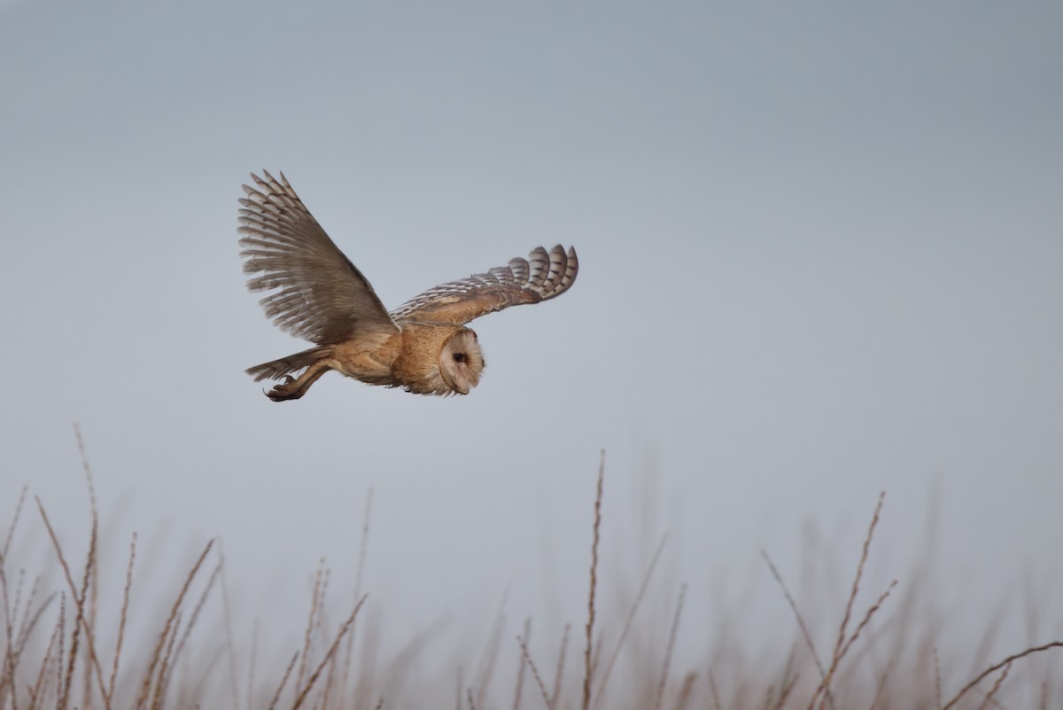 Barn Owl - ML391215411