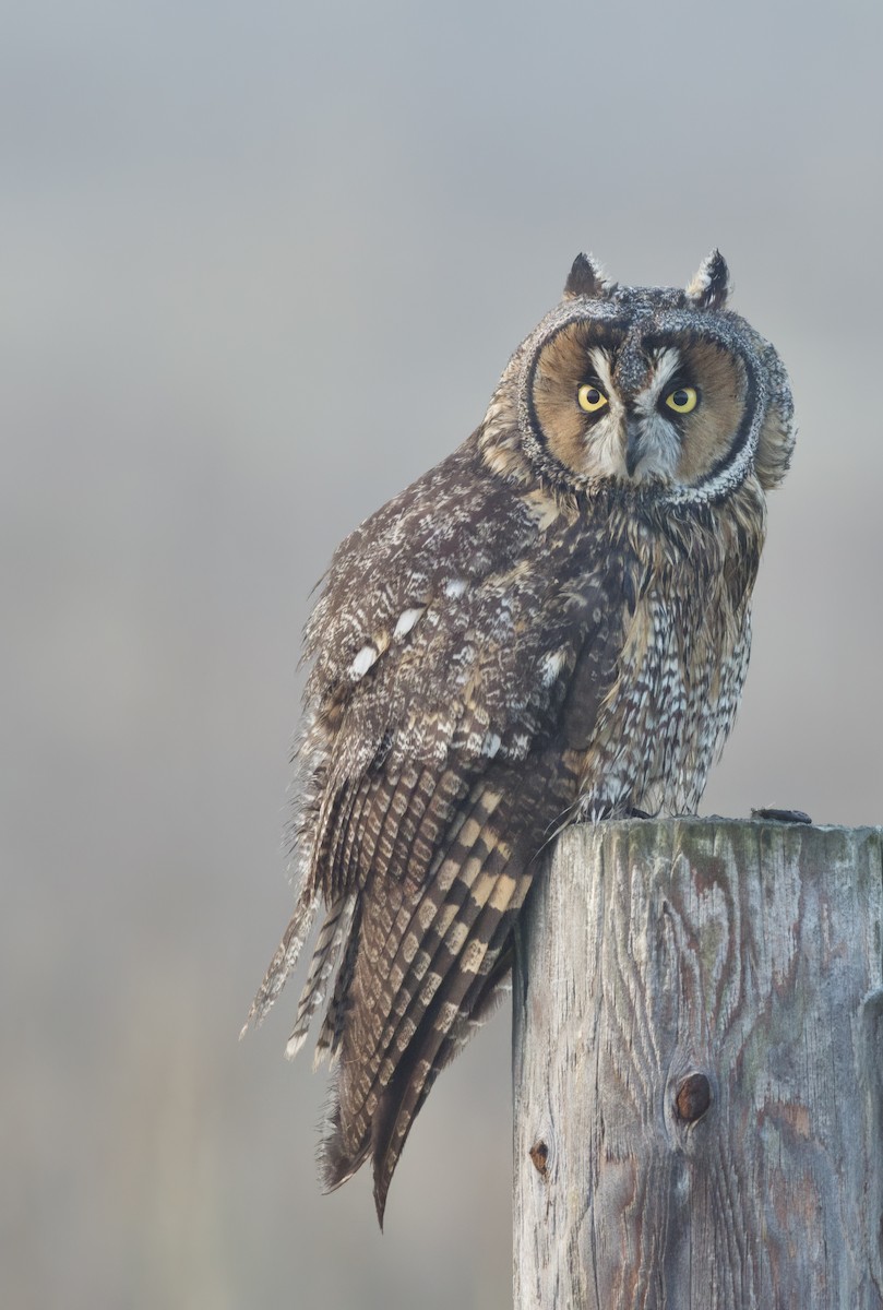 Long-eared Owl - ML391215521