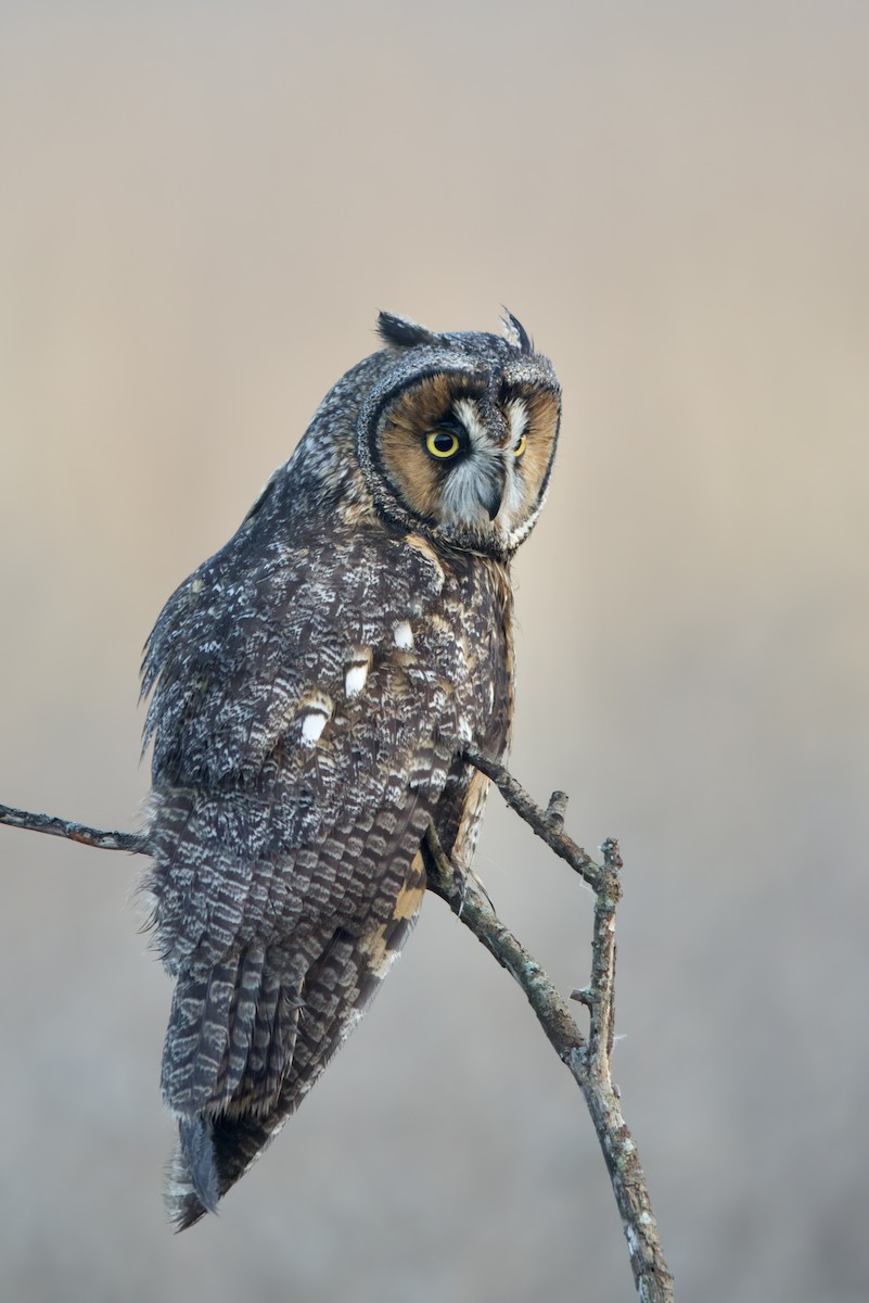 Long-eared Owl - ML391215531