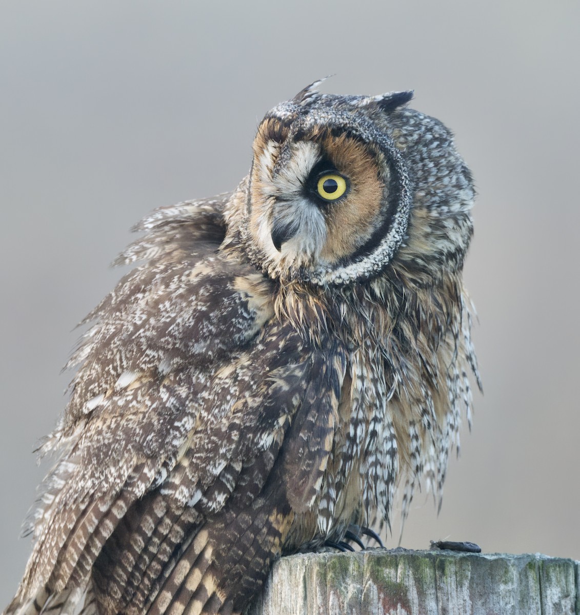Long-eared Owl - ML391215541