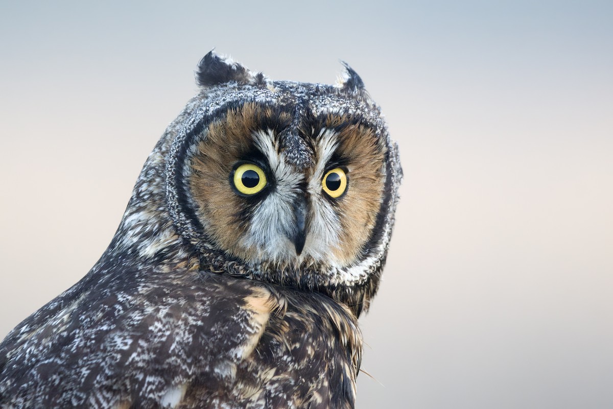 Long-eared Owl - ML391215571