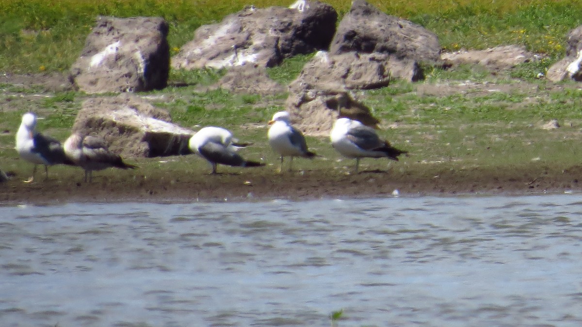 California Gull - ML391217301