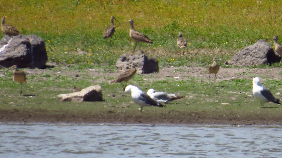 California Gull - ML391217501