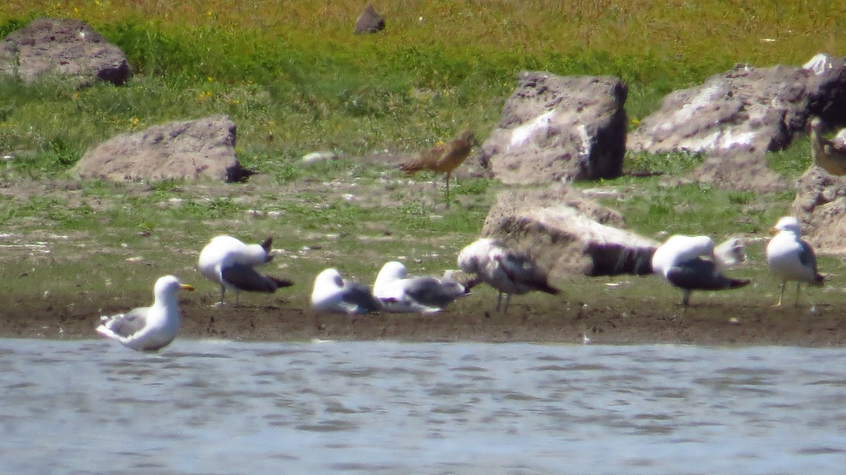 California Gull - ML391217511