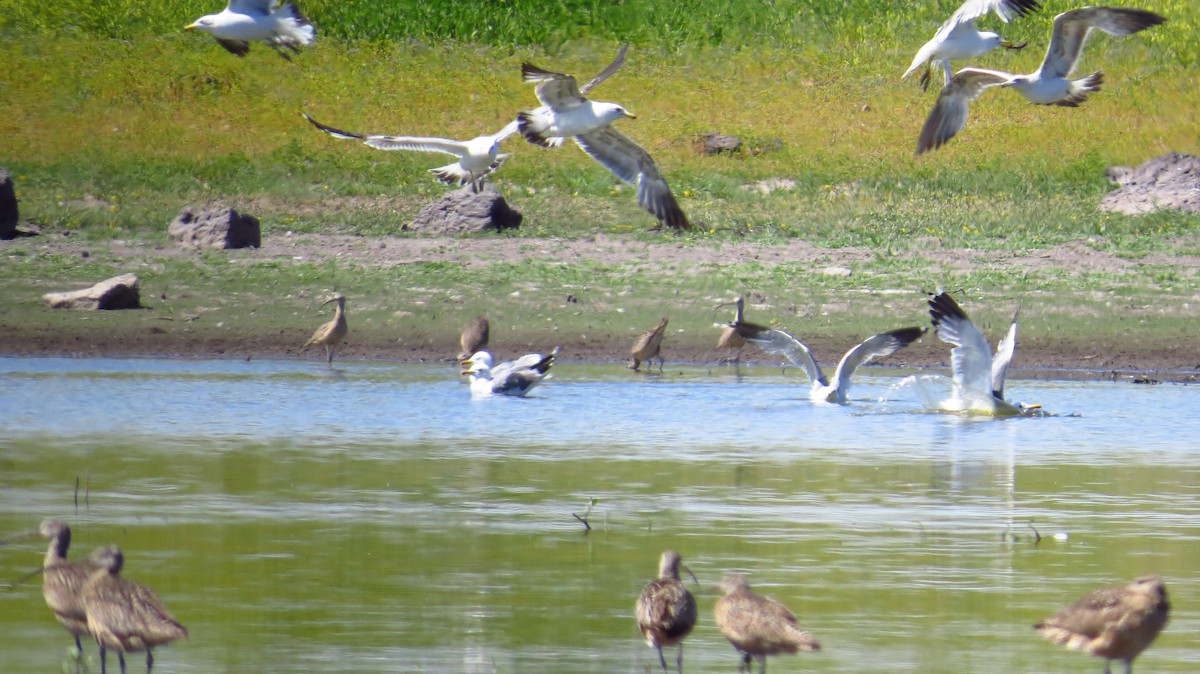 California Gull - ML391217591