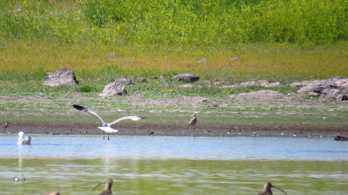 California Gull - ML391217631