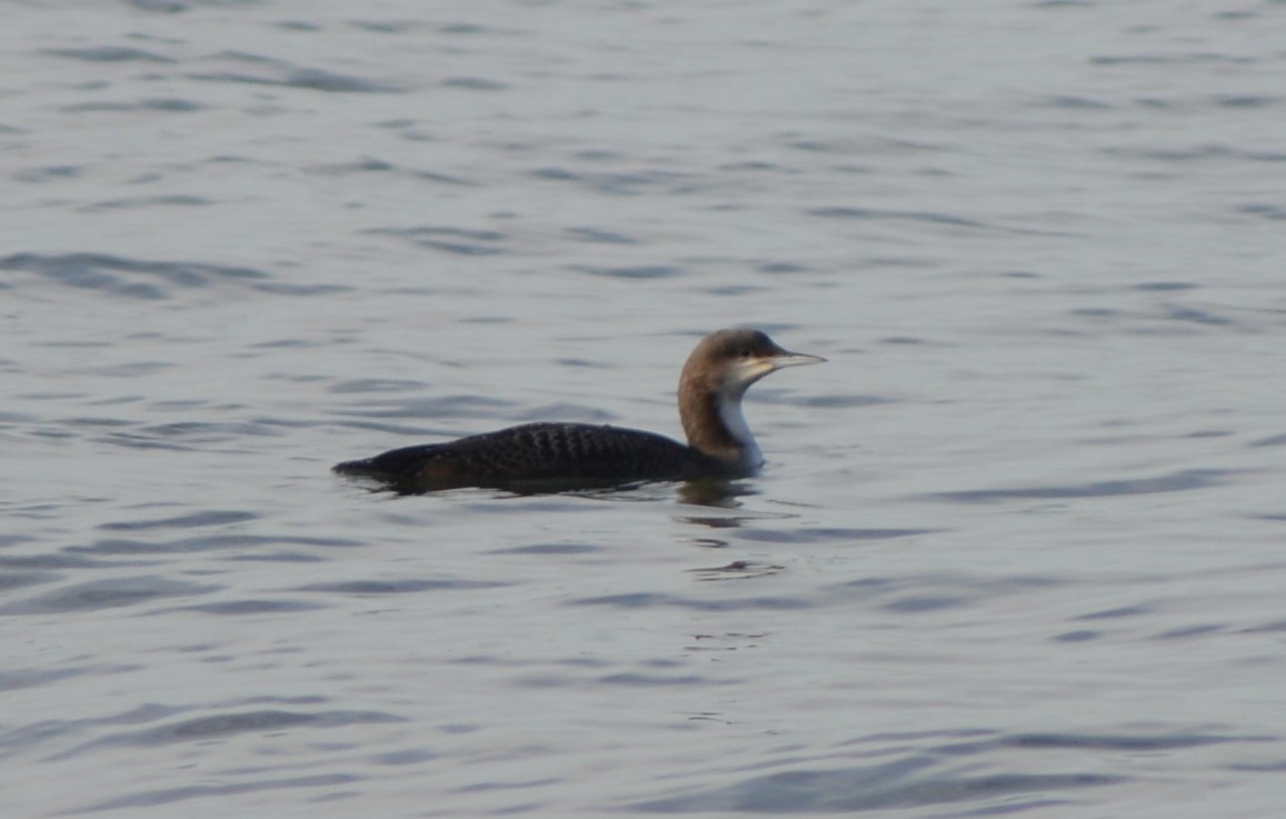 Pacific Loon - ML391218371