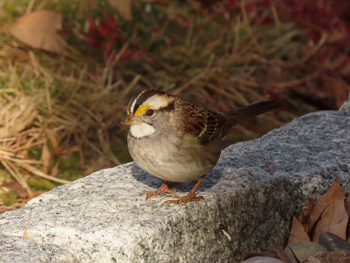 White-throated Sparrow - ML391219261