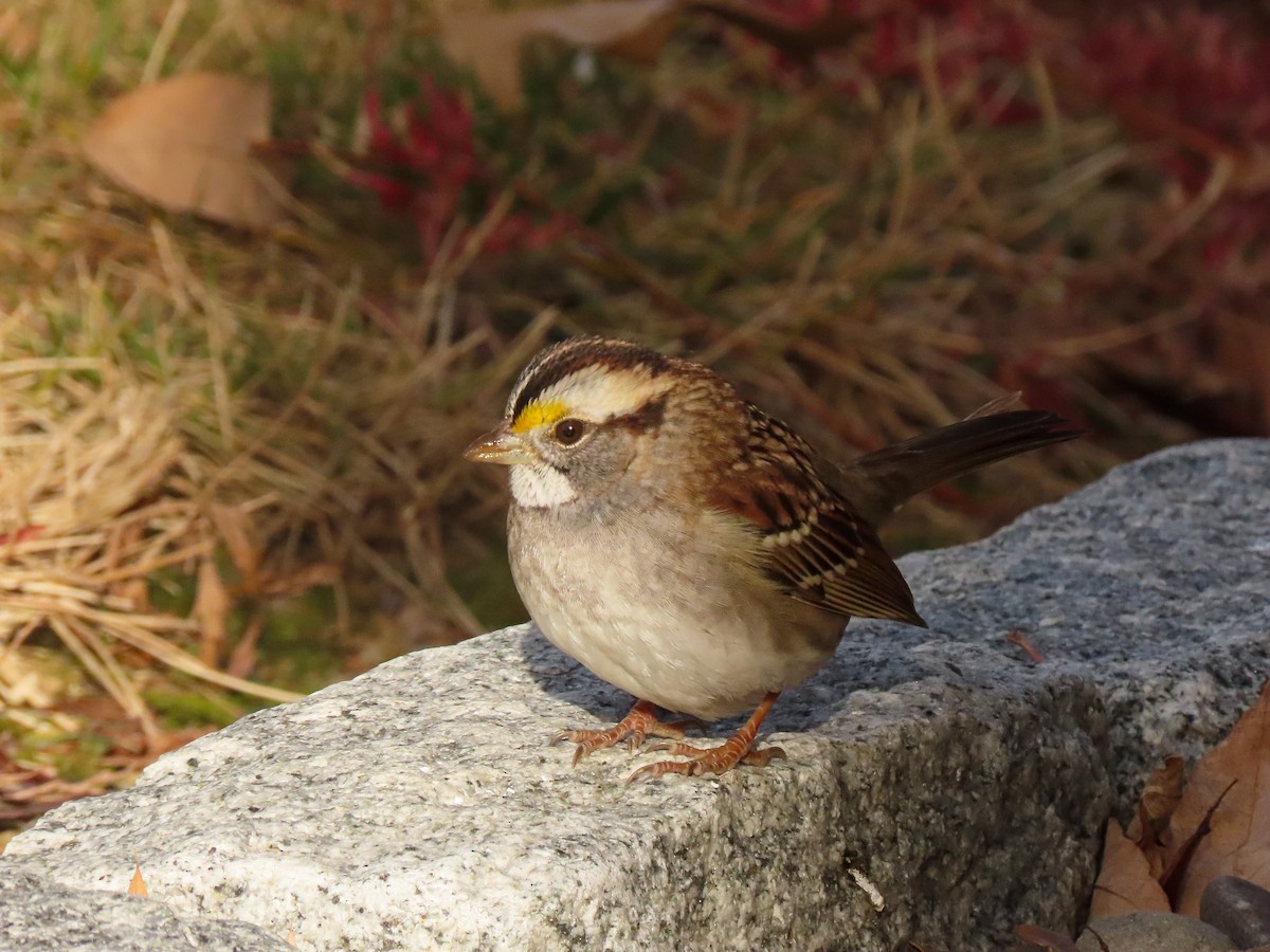 White-throated Sparrow - ML391219291