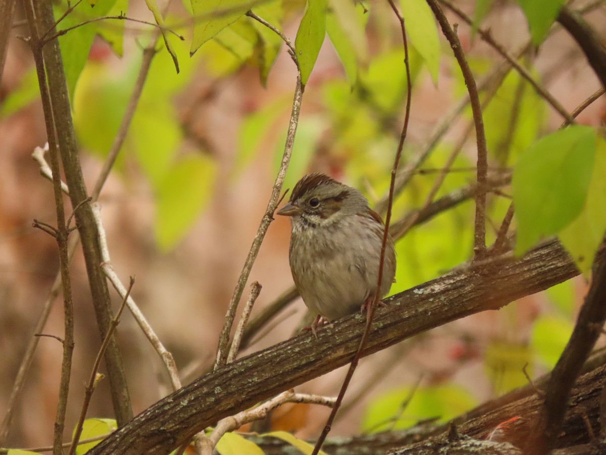 Swamp Sparrow - ML391219391