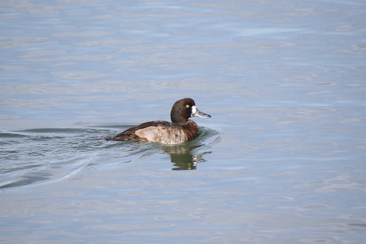 Greater Scaup - ML391219631