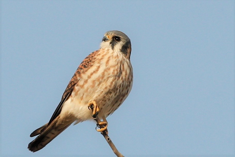 American Kestrel - ML391219981