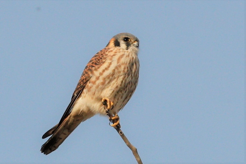 American Kestrel - ML391219991