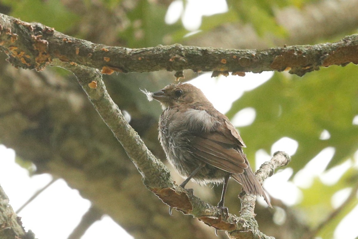 House Sparrow - ML391221771