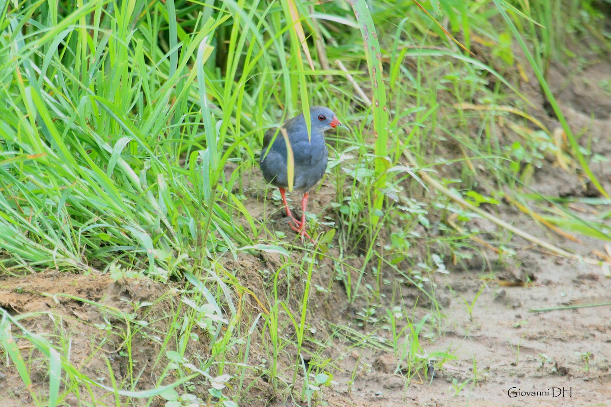 Paint-billed Crake - ML391222151