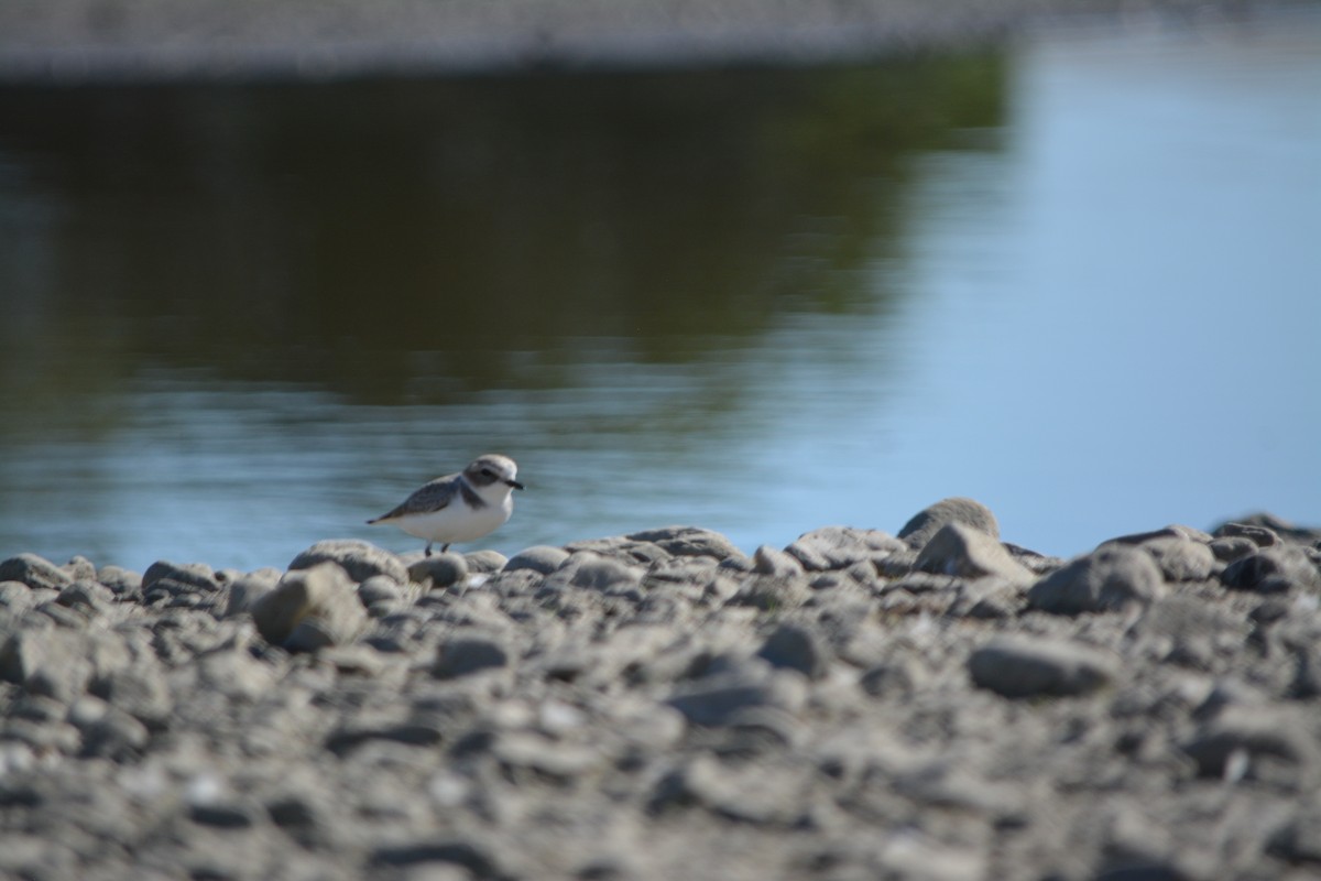 Snowy Plover - ML391223441