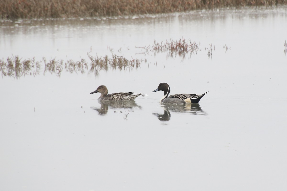 Northern Pintail - ML391223611