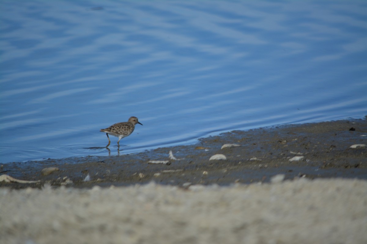 Least Sandpiper - ML391223621