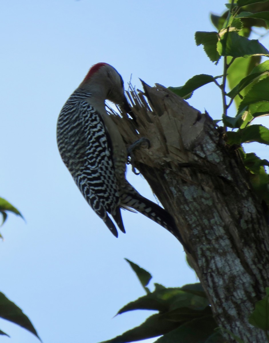 West Indian Woodpecker - ML391224561