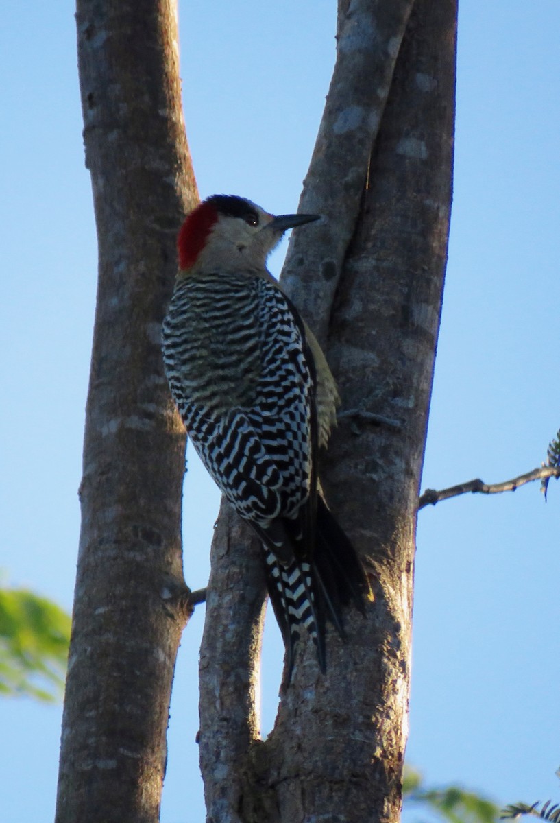 West Indian Woodpecker - ML391224581