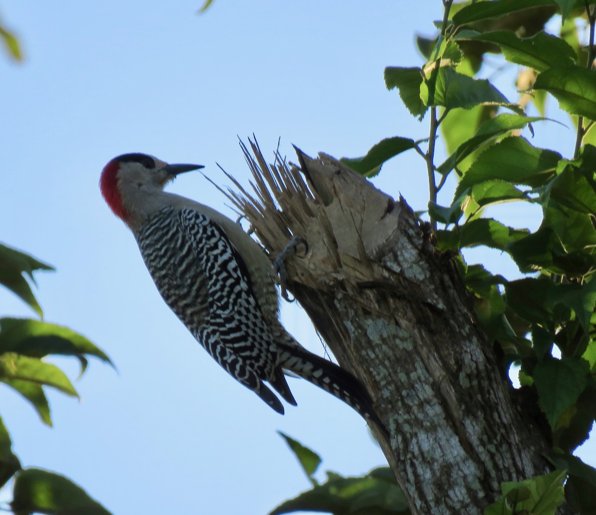 West Indian Woodpecker - ML391224641