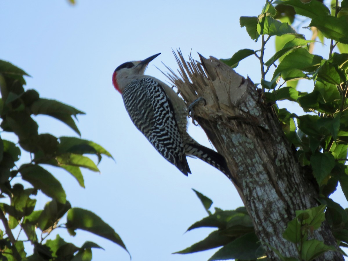West Indian Woodpecker - ML391224761