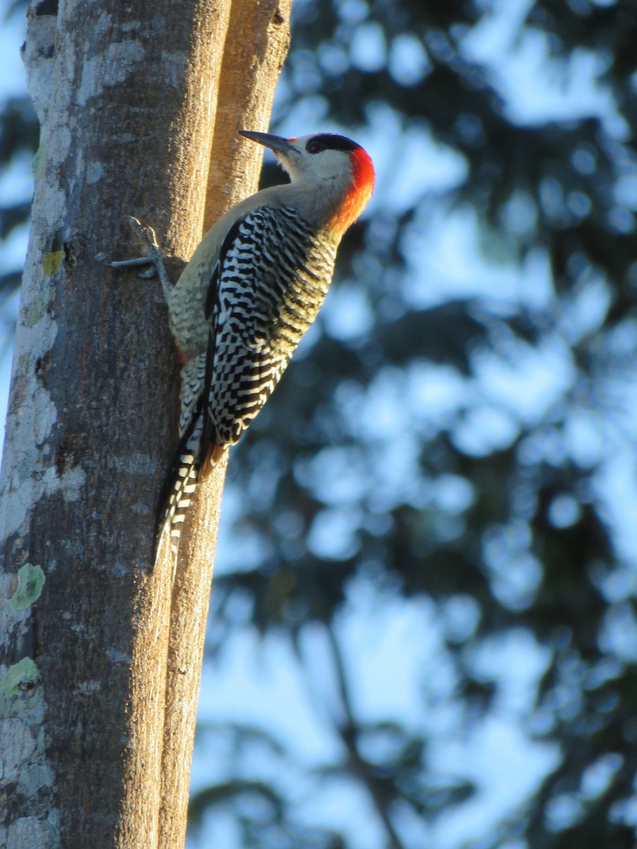 West Indian Woodpecker - ML391224781