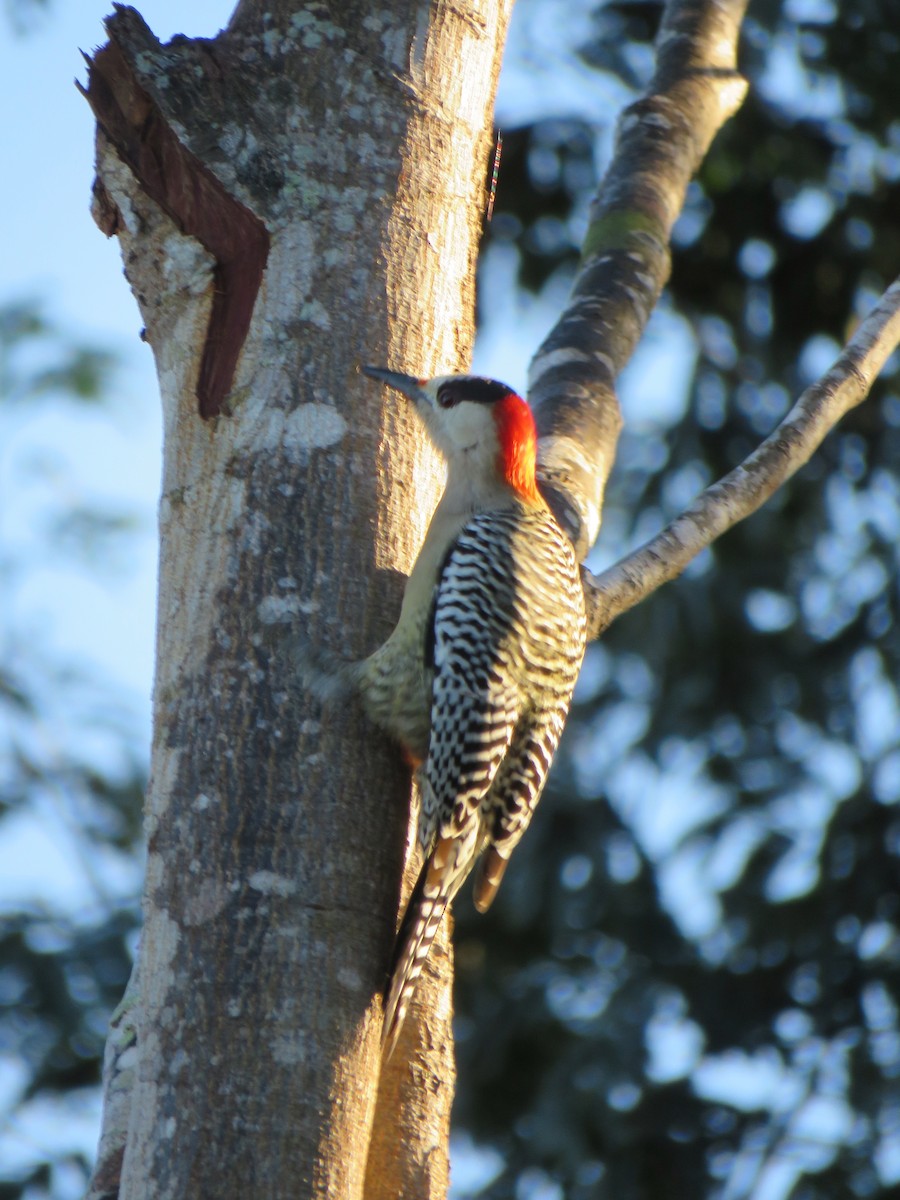West Indian Woodpecker - ML391224791