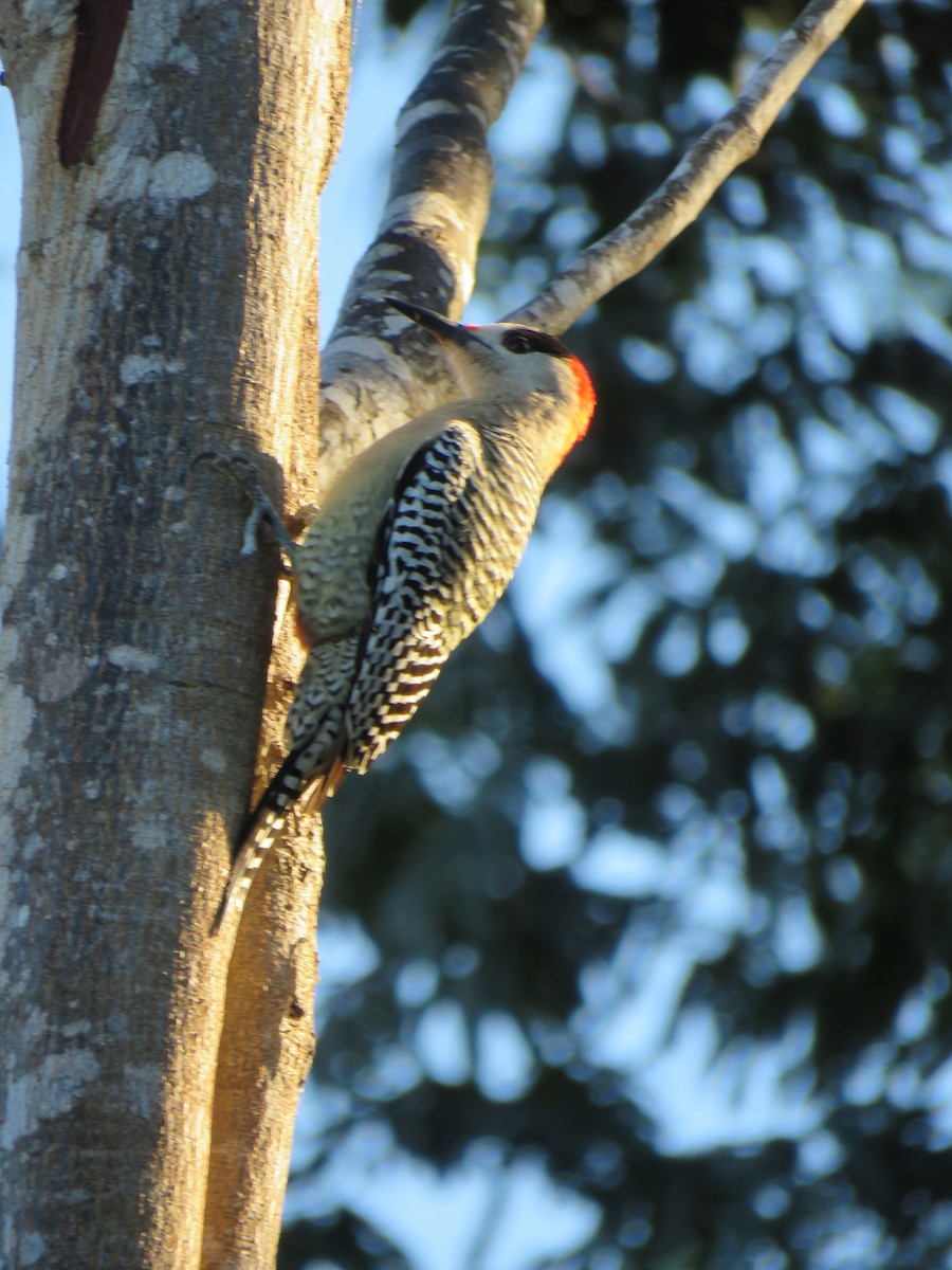 West Indian Woodpecker - Nancy Henke