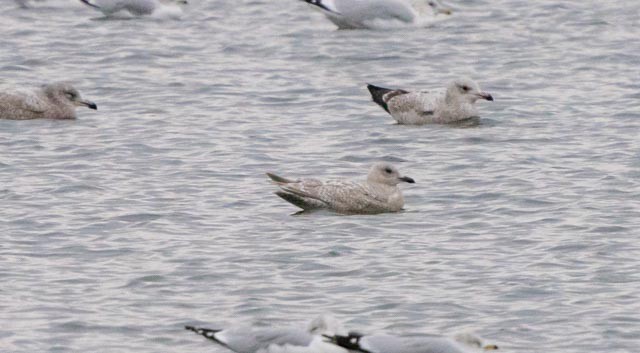 Iceland Gull - Robert Bochenek