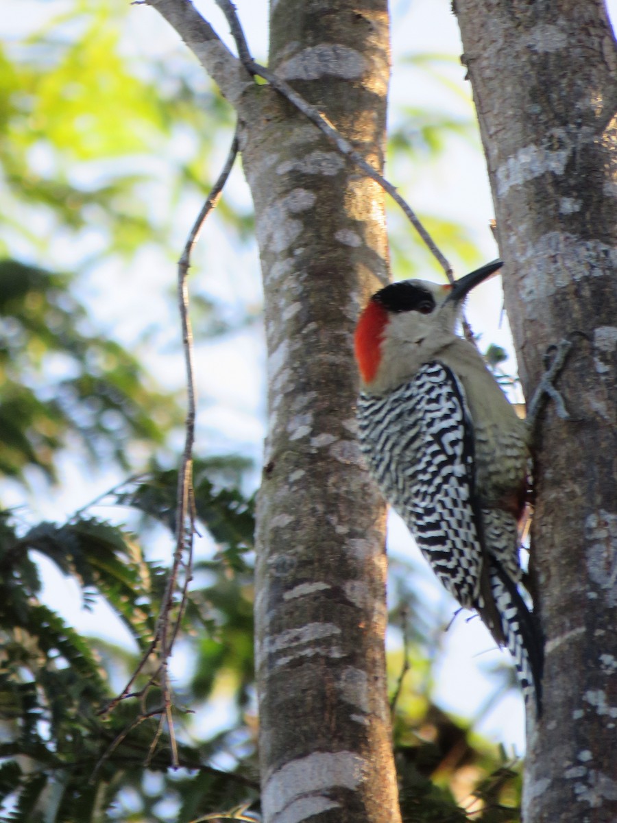 West Indian Woodpecker - Nancy Henke