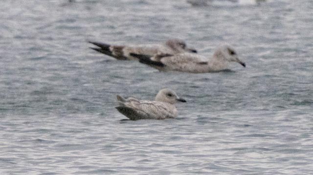 Iceland Gull - Robert Bochenek