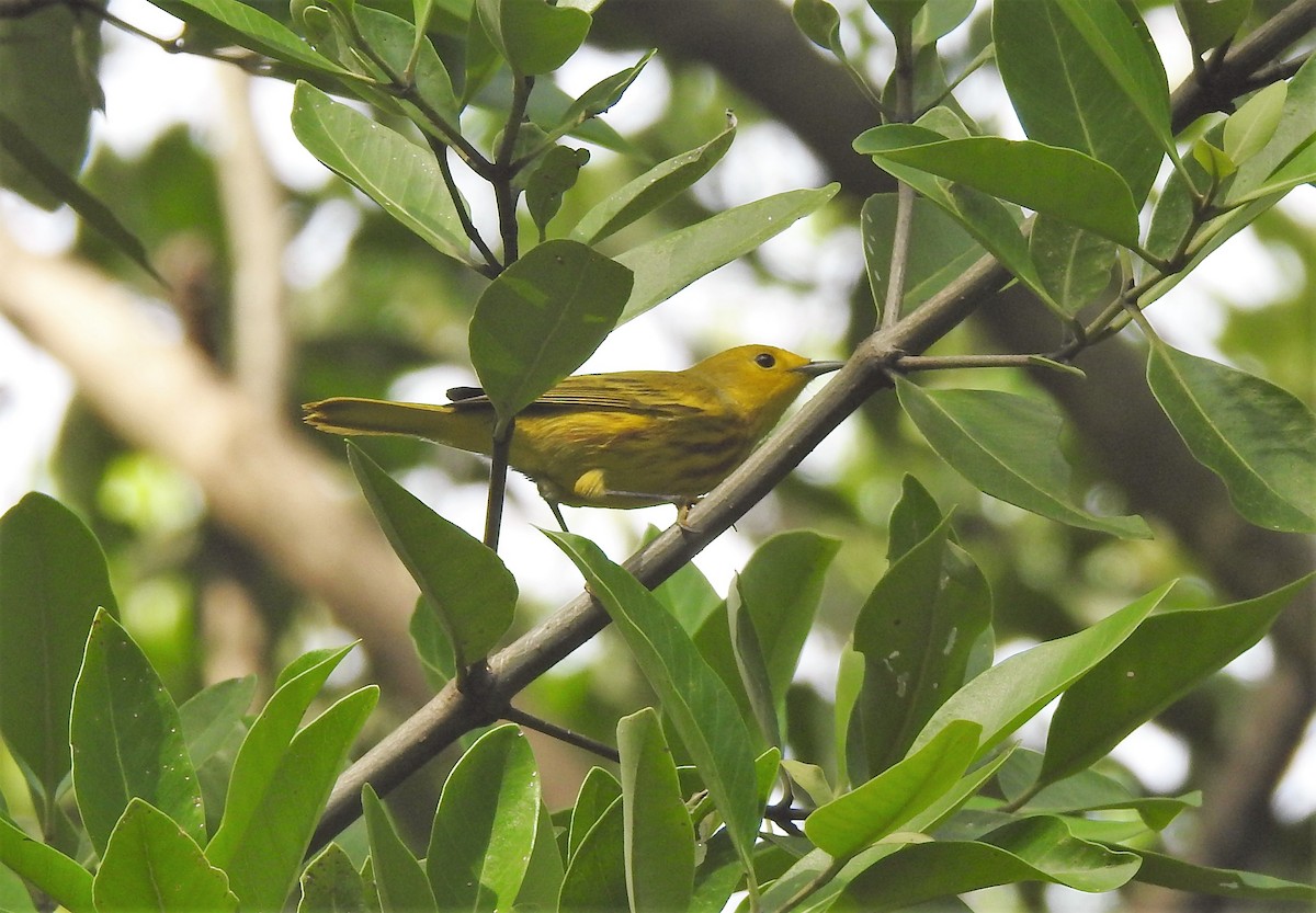 Yellow Warbler - Albeiro Erazo Farfán