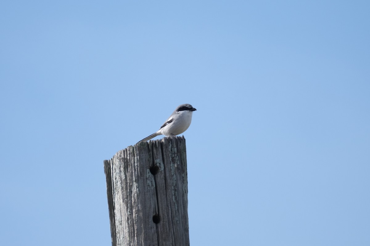 Loggerhead Shrike - Todd DeVore