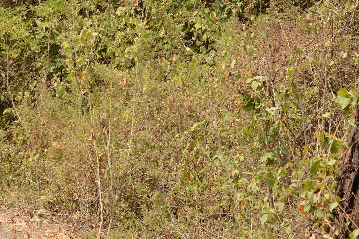 Длинноклювый колибри-отшельник - ML391227981