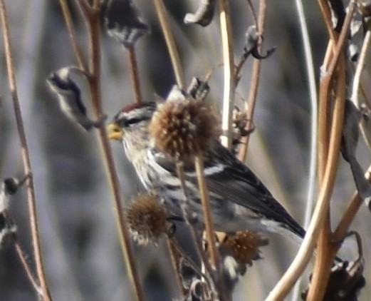 Common Redpoll - ML391229241