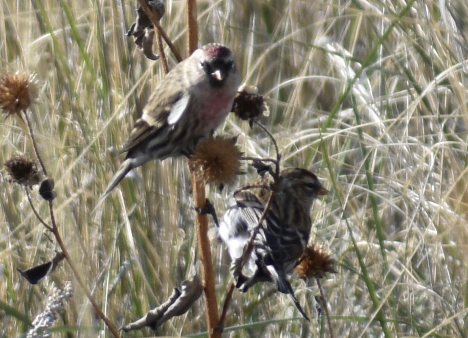 Common Redpoll - ML391229251