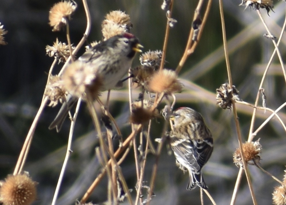 Common Redpoll - ML391229261