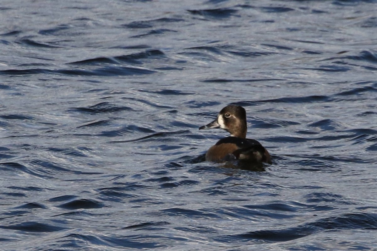 Ring-necked Duck - Jim Clinton