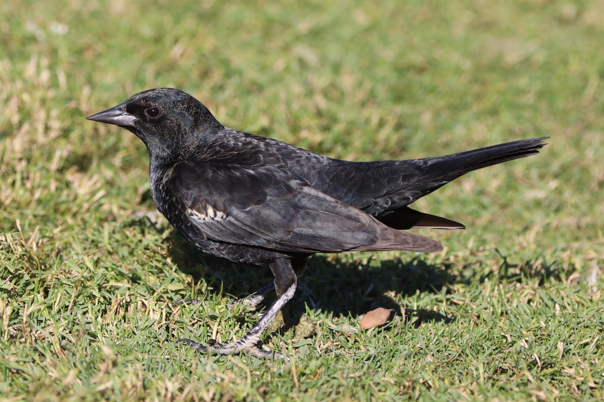 Tricolored Blackbird - ML391230391