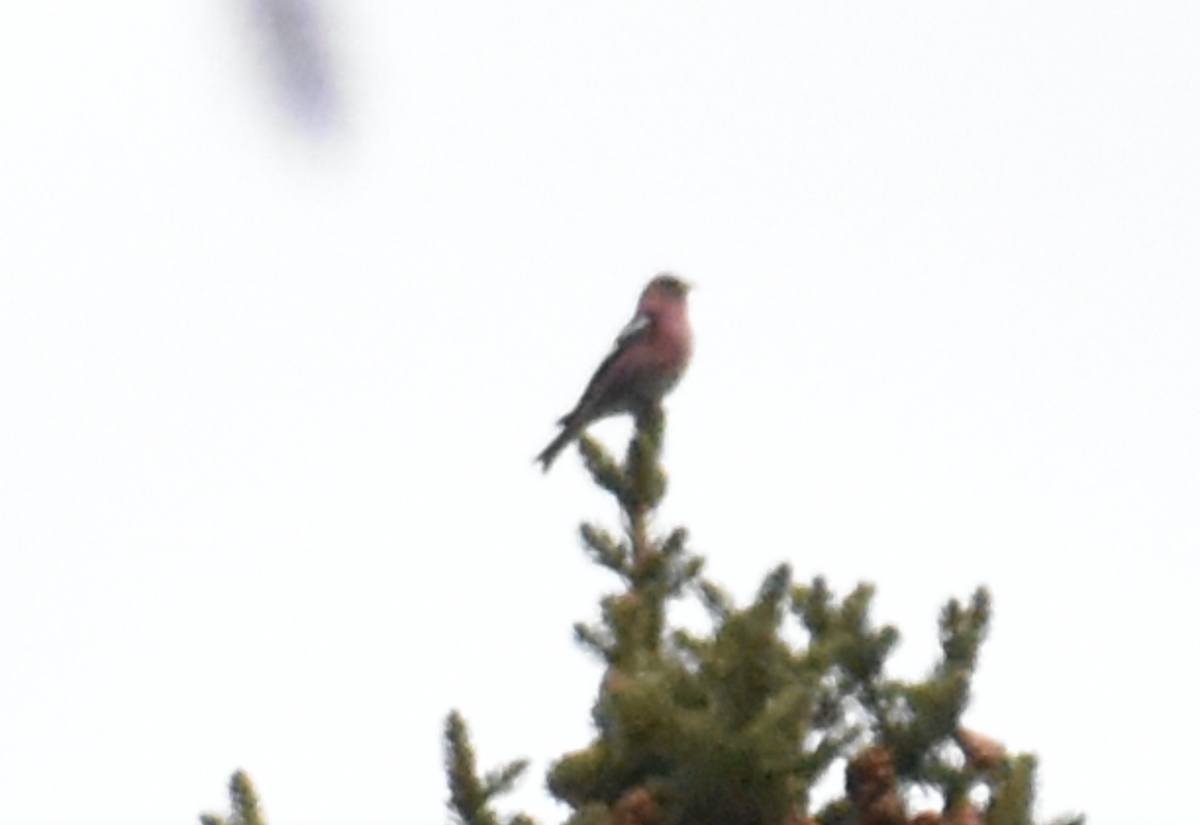 White-winged Crossbill - Aaron Beerman