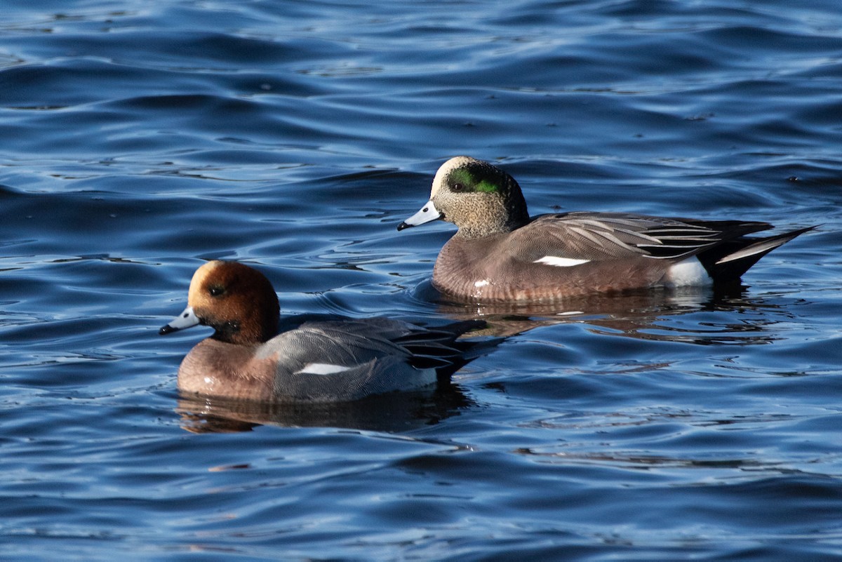 Eurasian Wigeon - Ray Woods