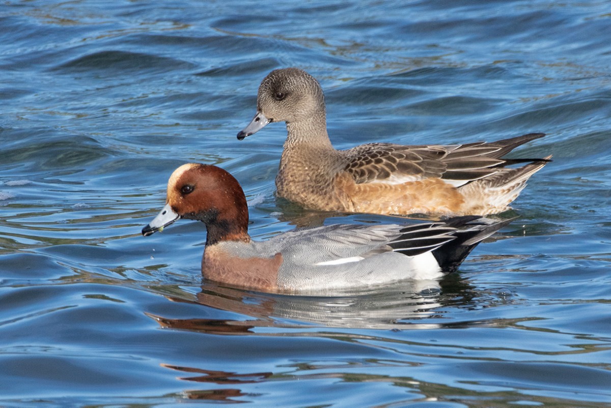 Eurasian Wigeon - Ray Woods