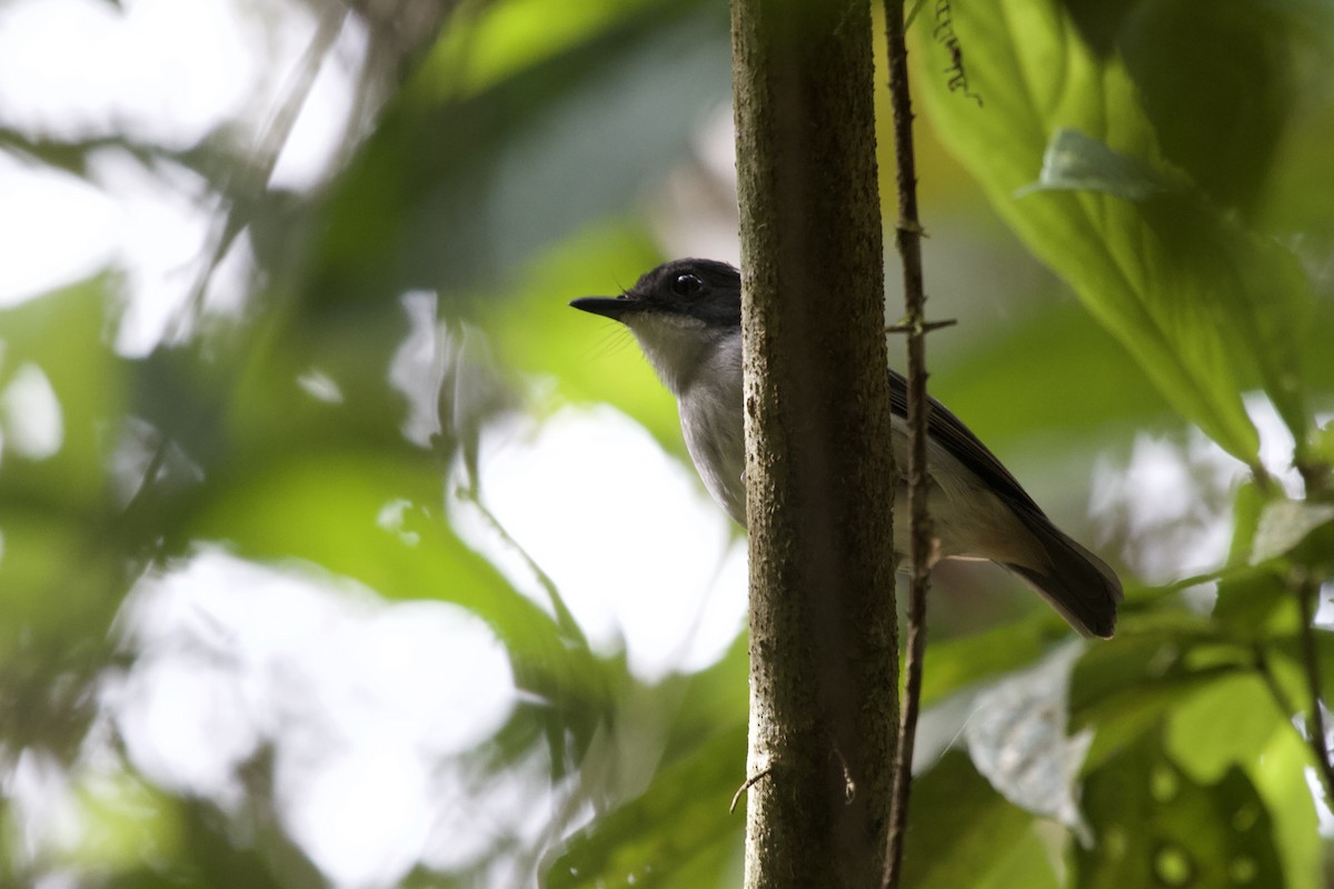 Little Slaty Flycatcher - ML391232191