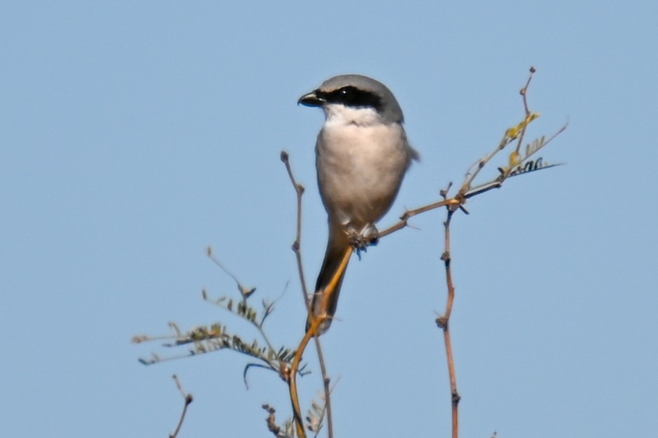 Pie-grièche migratrice - ML391232991