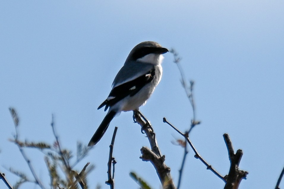 Loggerhead Shrike - Kenneth Franklin