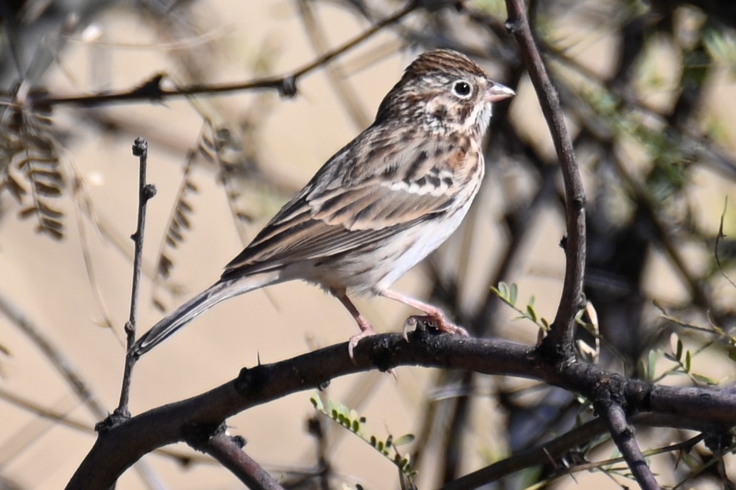 Vesper Sparrow - ML391233191